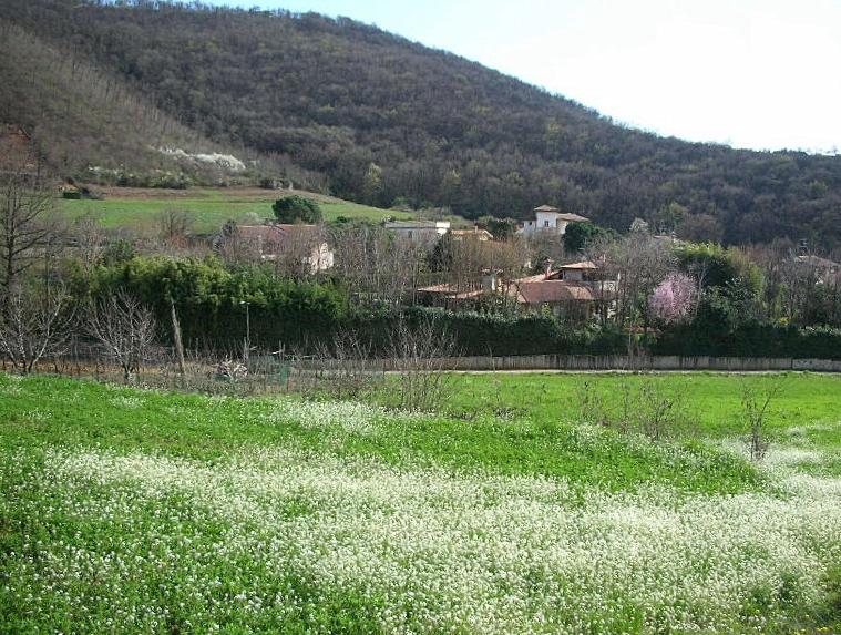 Capsella grandiflora / Borsapastore a fiori grandi